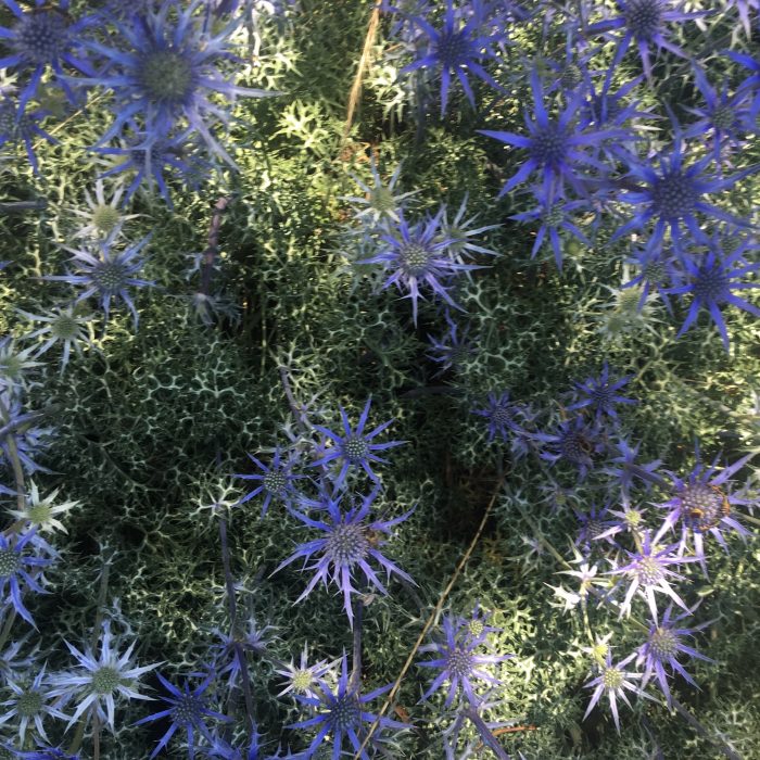 Blue Wave Lisa Ellis Gardens